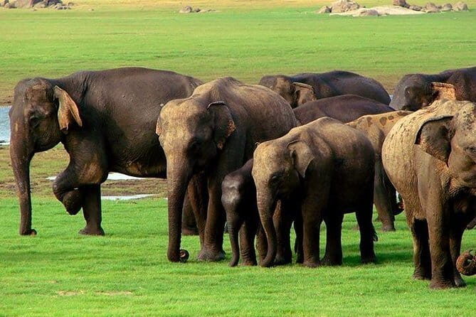 Yala National Park Safari : Special Guided Tour - Who Will Love This Safari?