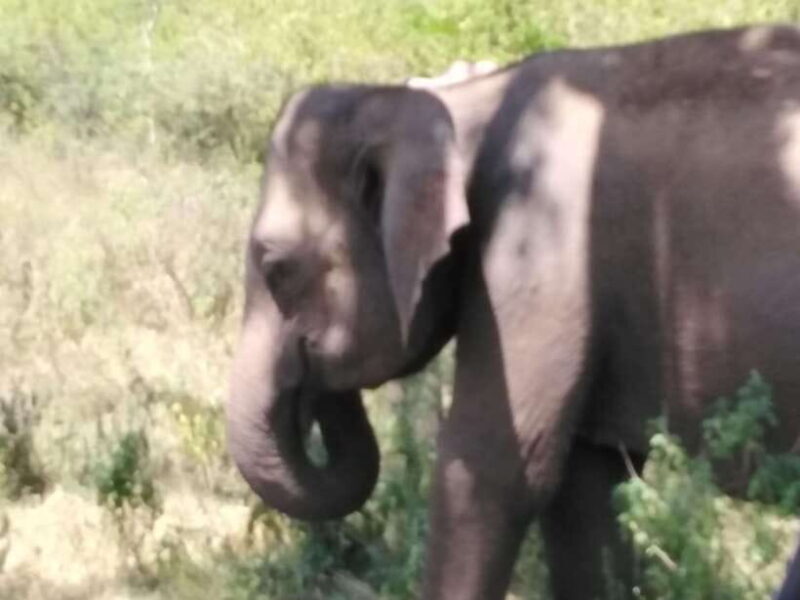 Yala National park Safari Tour From Colombo / Galle - FAQ