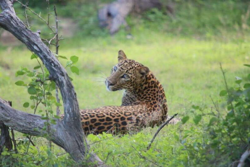 Yala National Park Safari Tour from Hambantota Port - An In-Depth Look at the Yala Safari Experience