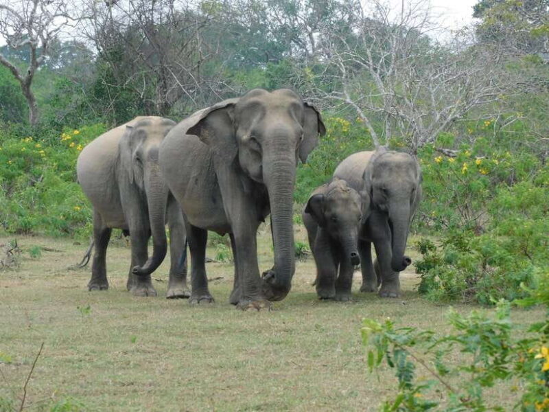 Yala National Park Safari Tour from Hambantota Port - Final Thoughts
