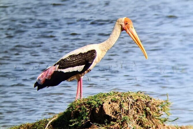 Yala National Park Safari Tours from Hambantota Port - The Sum Up: A Genuine, Value-Packed Wildlife Adventure