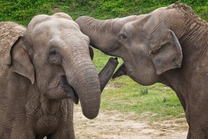 Yala National Park Safari Tours from Hambantota Port - Frequently Asked Questions