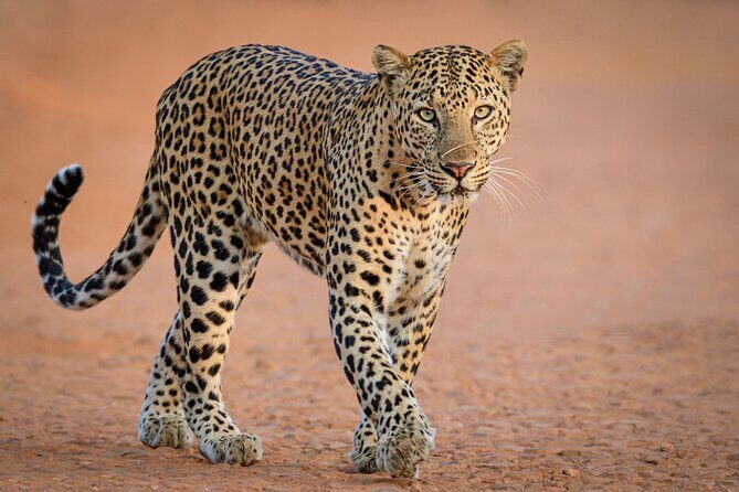 Yala National Park Safari Tours -Half Day & Full Day - Final Thoughts