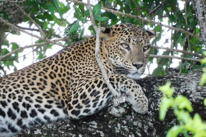 Yala National Park Safari Tours - Half Day & Full Day - An In-Depth Look at Yala Safari Tours