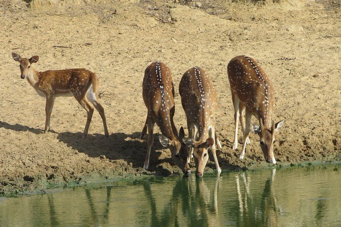 Yala National Park Safari Tours - Half Day & Full Day - Final Thoughts