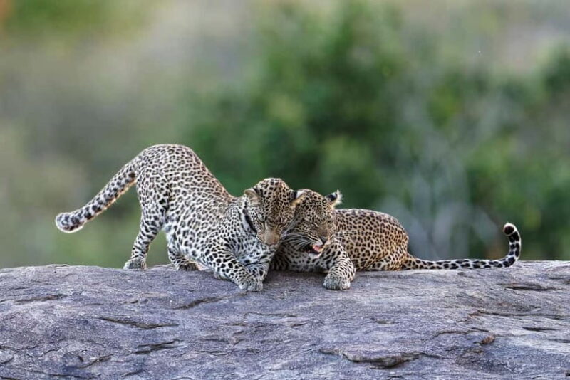 Yala National Park Safari Tours: Morning/Evening/Full Day - Who Will Love This Experience?