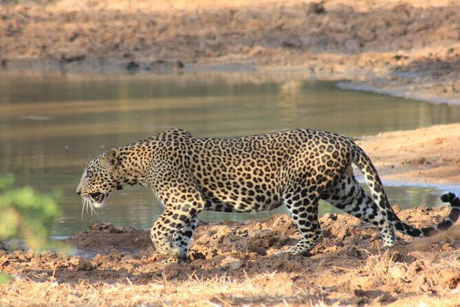 YALA National Park Safari with Transfer Hikkaduwa to Arugam Bay - Who Will Love This Experience?