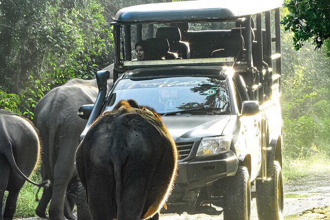 Yala National Park Shared Safari Tour Morning Evening & Full Day - An In-Depth Look at the Safari Experience