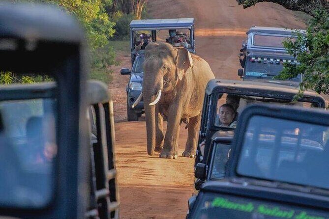 Yala National Park Shared Safari Tour Morning Evening & Full Day - Frequently Asked Questions