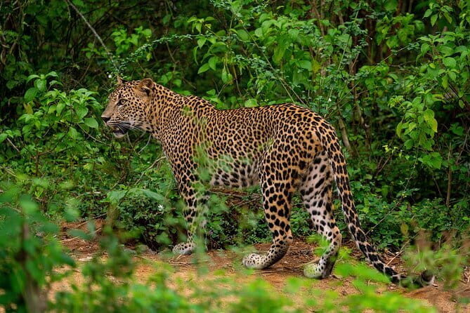 Yala National Park special Half-Day & Full-Day Safari Adventure - Final Thoughts: Is It Worth It?