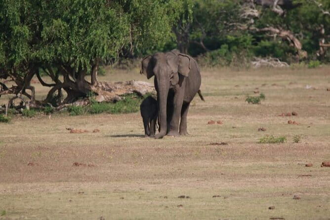 Yala National Park Tour From Hambantota Port - Who Should Consider This Tour?
