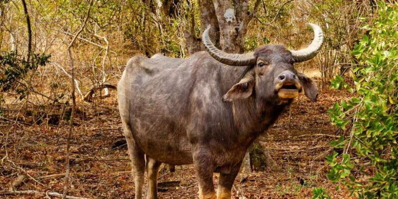 Yala National Park Wildlife safari from Galle - Key Points