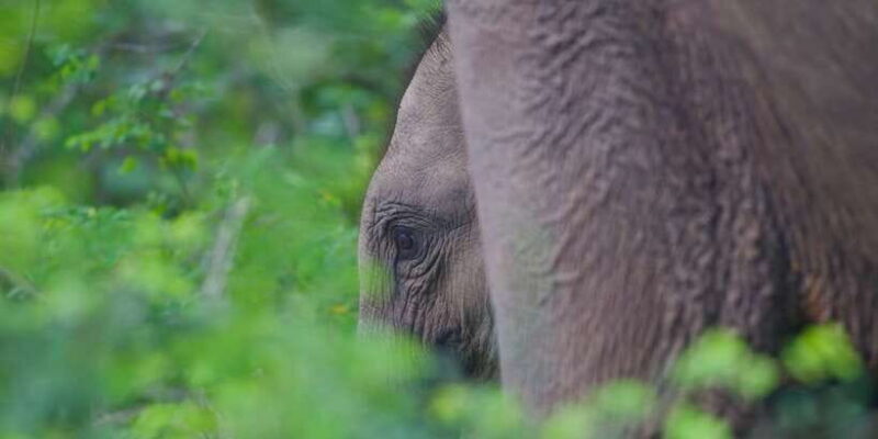 Yala National Park Wildlife safari from Galle - Final Thoughts: Is This Tour Right for You?