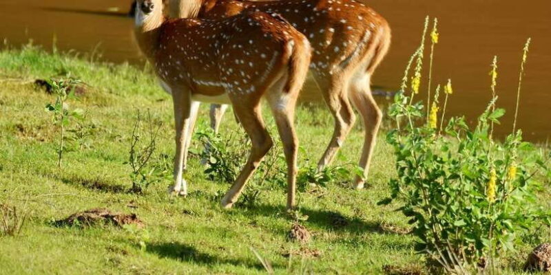 Yala National Park Wildlife safari from Galle - Final Verdict