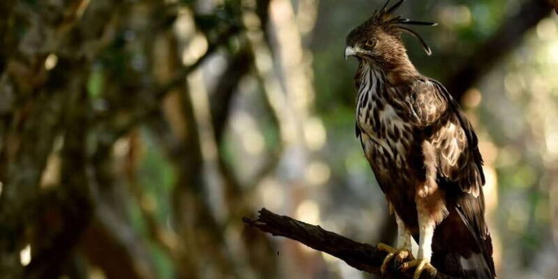 Yala National Park Wildlife safari from Hambantota - Yala National Park Wildlife Safari from Hambantota