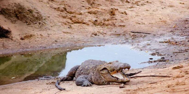 Yala National Park Wildlife safari from Hambantota - What Is Included and What You Need to Budget For