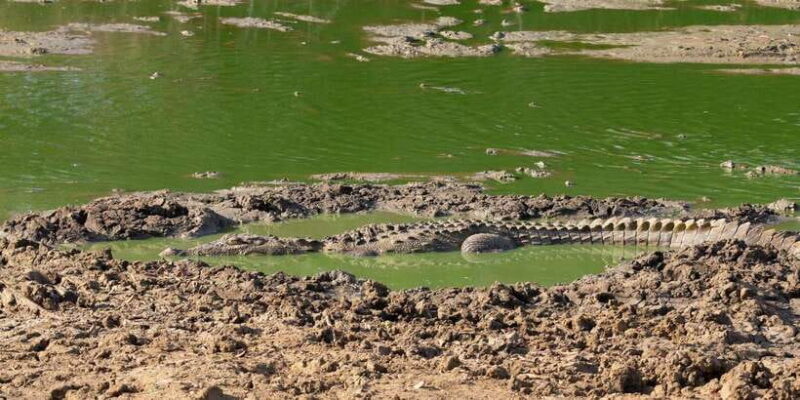 Yala National Park Wildlife safari from Hambantota - Final Thoughts