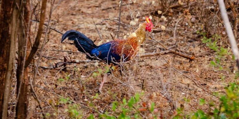 Yala National Park Wildlife safari from Hambantota - FAQ