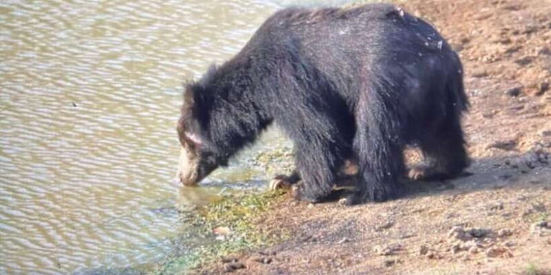 Yala National Park:Full Day Safari (4.00am-6.00pm) - A Detailed Look at the Yala Safari Experience