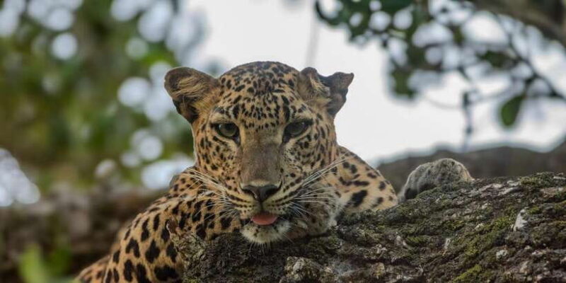 Yala National Park:Full Day Safari (4.00am-6.00pm) - The Sum Up
