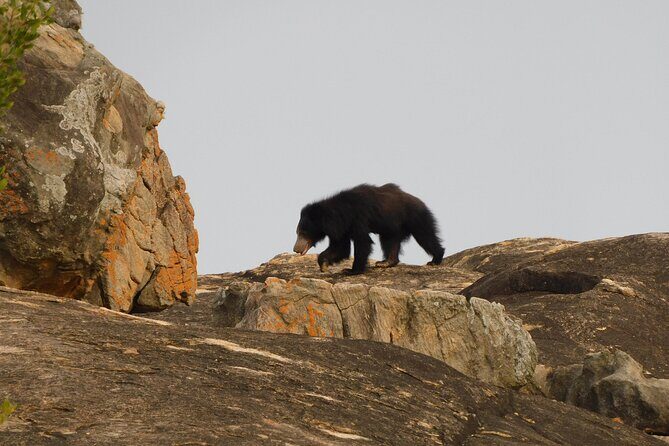 Yala outside Safari & Situlpawwa Temple Visit (ALL INCLUDED) Tour - Final Words