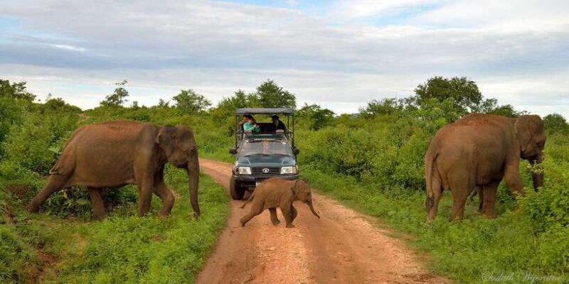 Yala: Private Safari Day Trip with Lunch & Entry Fees - Who Should Consider This Tour?