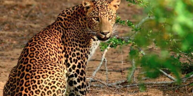 Yala Private Safari: Half-Day or Full-Day with Picnic Lunch - Key Points