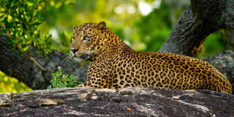 Yala Private Safari: Half-Day or Full-Day with Picnic Lunch - The Experience in Detail