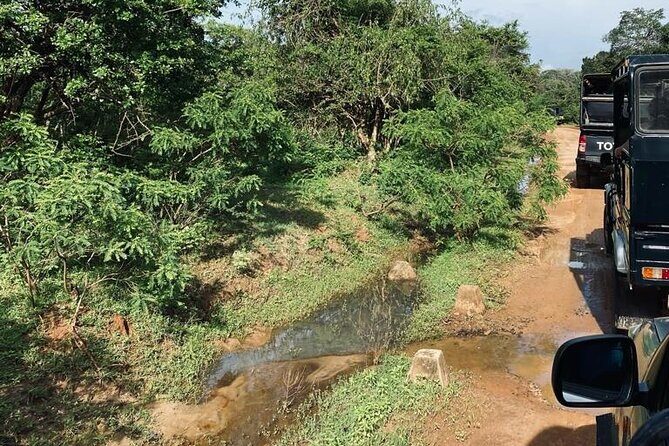 Yala Private Safari Jeep Half Day - Exploring the Yala Private Safari Jeep Half Day
