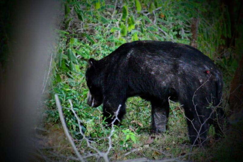 Yala Safari : 7 & 12-Hour Leopard Jeep Tours with Breakfast - Exploring Yala National Park with Tiger Safaris