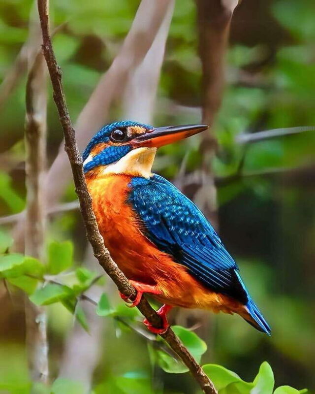 Yala Safari : 7 & 12-Hour Leopard Jeep Tours with Breakfast - FAQ