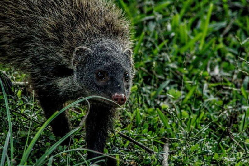 Yala Safari : 7 hour & 12 hour Tours - Who Would Enjoy This Tour?