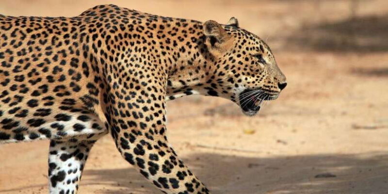 Yala Safari All-Inclusive Package with Convenient Pick Up - Key Points