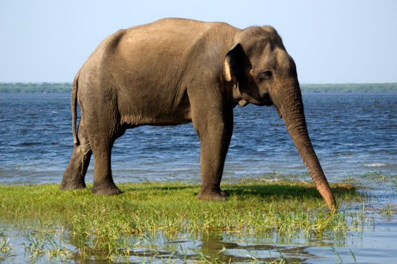 Yala Safari All-Inclusive Package with Convenient Pick Up - Wildlife Sightings and What You Might See