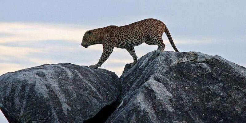 Yala Safari All-Inclusive Package with Convenient Pick Up - Transportation and Group Dynamics
