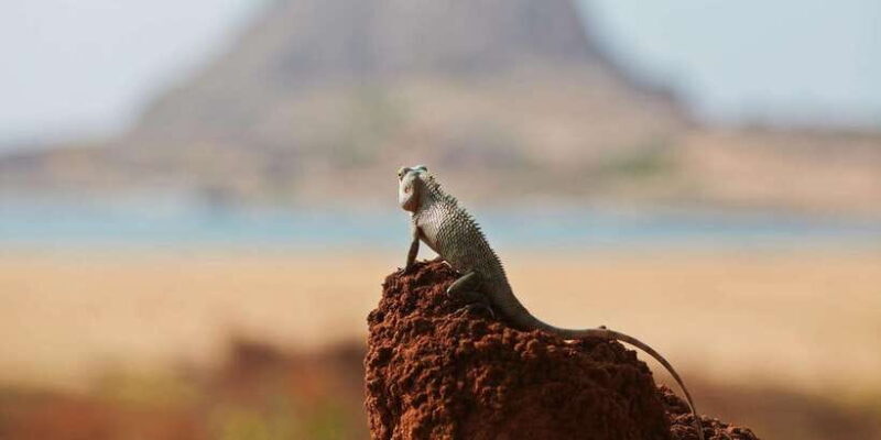Yala Safari All-Inclusive Package with Convenient Pick Up - The Sum Up