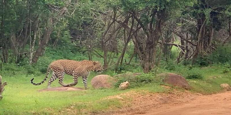 Yala Safari Day Tour - Bentota/Aluthgama/Ahungalla/Kosgoda - Key Points