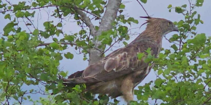 Yala Safari Day Tour - Bentota/Aluthgama/Ahungalla/Kosgoda - What We Love About the Tour