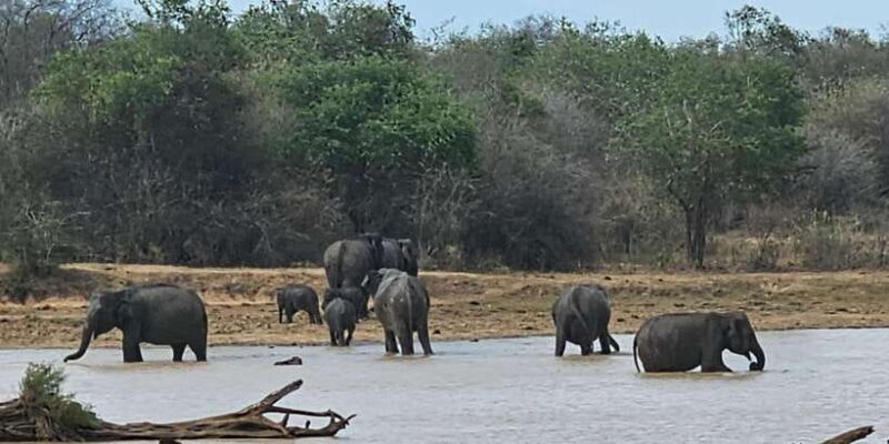 Yala Safari Day Tour - Bentota/Aluthgama/Ahungalla/Kosgoda - Frequently Asked Questions