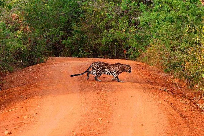 Yala Safari Day Trip from Bentota/ Kalutara/ Ahungalla/ Hikkaduwa - Key Points