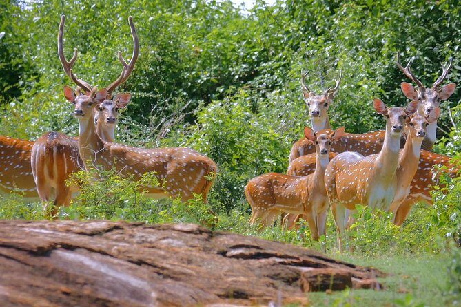 Yala Safari Day Trip from Bentota/ Kalutara/ Ahungalla/ Hikkaduwa - Who Should Book This Tour?