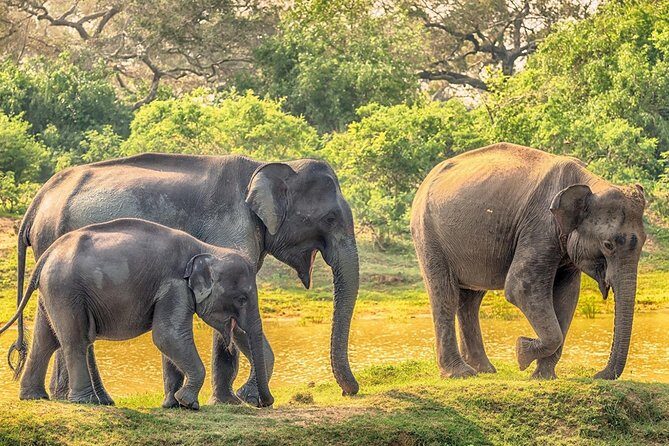 Yala Safari Drive From Galle, Weligama, Mirissa & Dickwella - The Value of This Safari