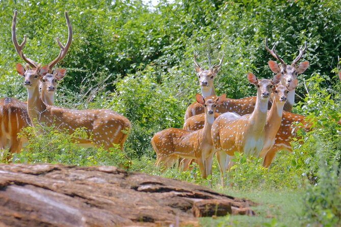 Yala Safari Drive From Galle, Weligama, Mirissa & Dickwella - FAQ