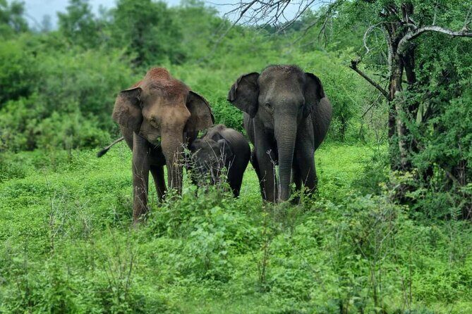 Yala safari from Galle / Unawatuna / Waligama / MIrissa / Matara - Comfort, Convenience, and Practical Tips