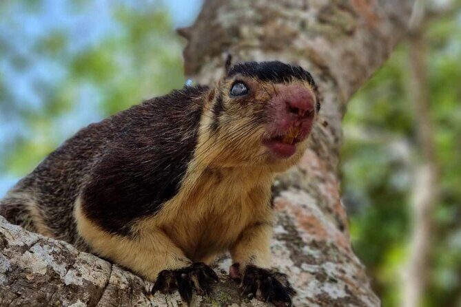 Yala safari from Galle / Unawatuna / Waligama / MIrissa / Matara - Final Thoughts: Is This Tour Right for You?