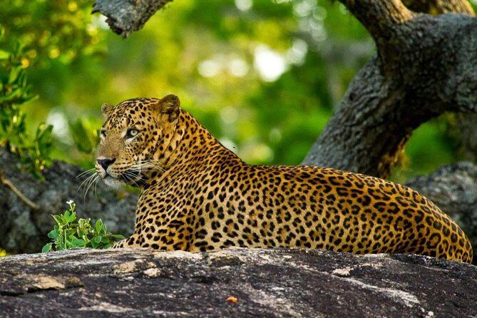 Yala Safari from Hambantota Port by BTM - Private & All Inclusive - An In-Depth Look at the Yala Safari Tour