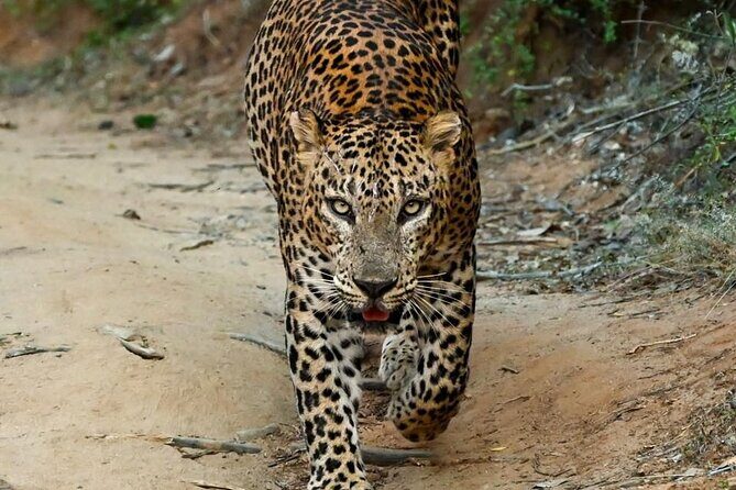 Yala Safari Half Day Tour - Yala Safari Half Day Tour: An Authentic Wildlife Encounter