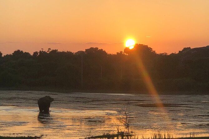 Yala Safari Half Day Tour - Key Points