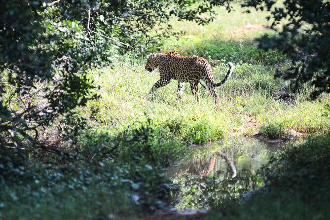 Yala Safari Half Day Tour - FAQ: Common Questions About the Yala Safari Half Day Tour