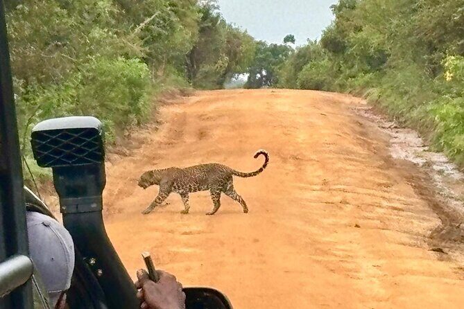 Yala Safari Half Day Tour - The Sum Up